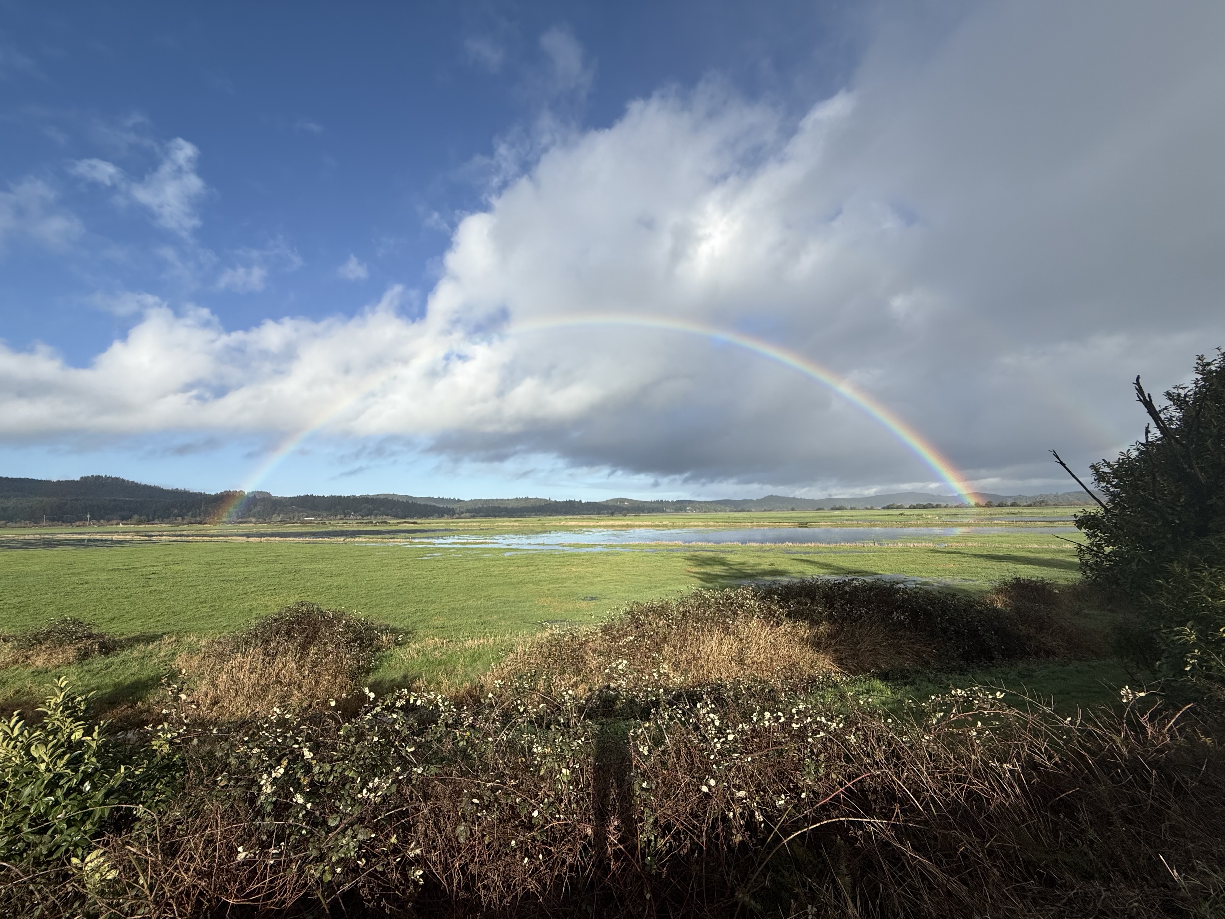 Wiese mit Regenbogen